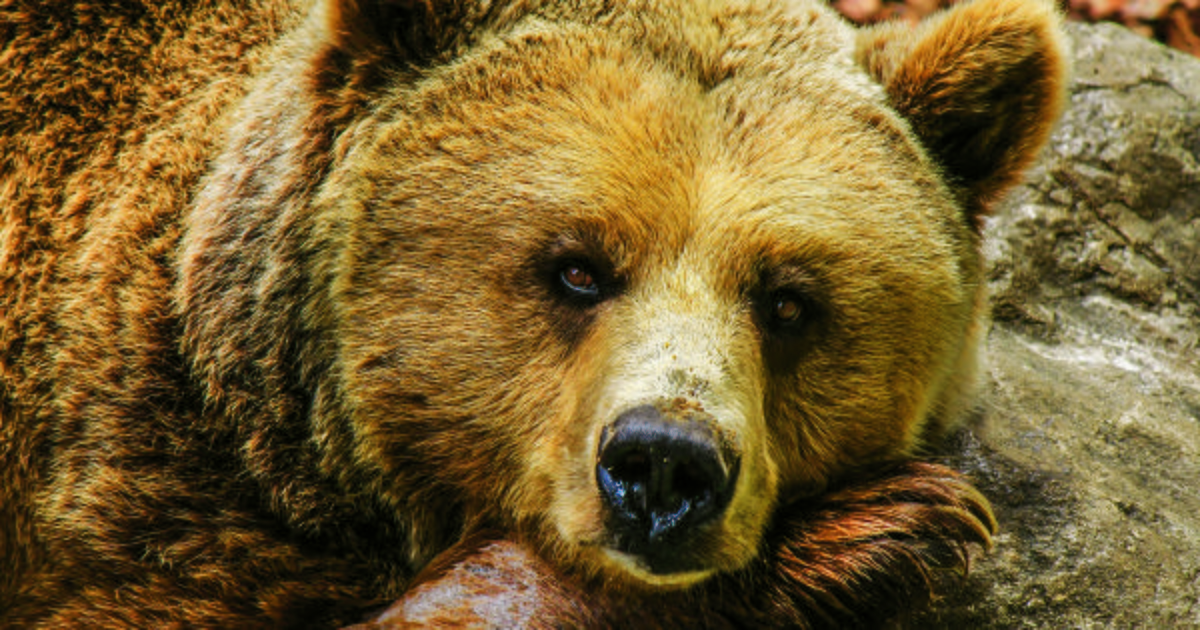 Incursione di un orso in scuola California