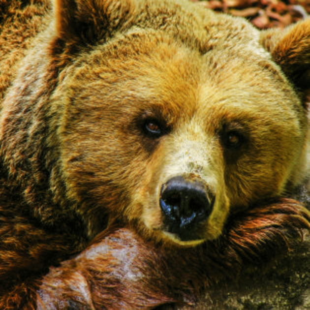 Orso fa irruzione in scuola californiana